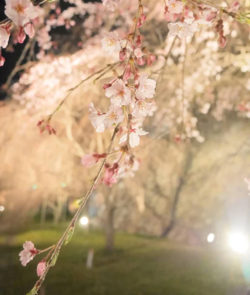Gece saat aydınlatma, Japon kiraz çiçekleri