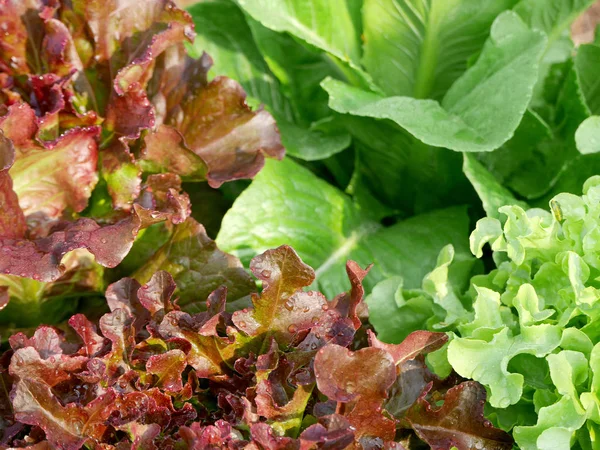 Fresh red oak lettuce with green oak lettuce and cos lettuce — Stock Photo, Image