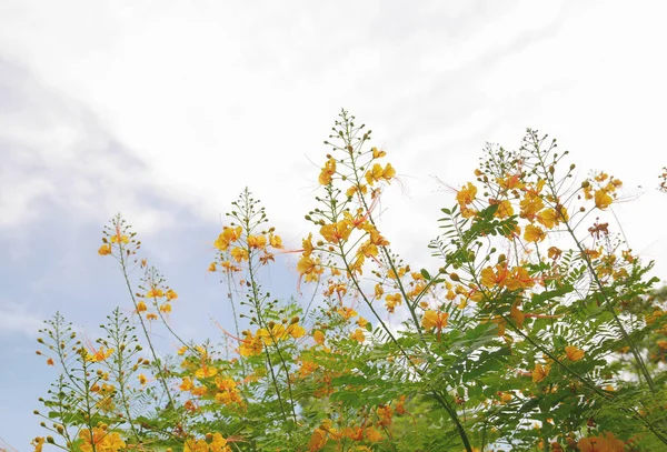 Barbados veya caesalpinia pulcherrima, ailesinin bezelye güzel mavi gökyüzü altında sarı gururu