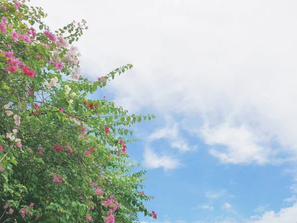 Pembe ve beyaz çiçek gibi yaylı Begonvil ağaç yaprak