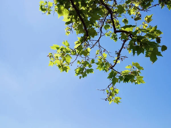 Açık mavi gökyüzü ve Kurbağa'nın bakışı yeşil ağaç yapraklarından