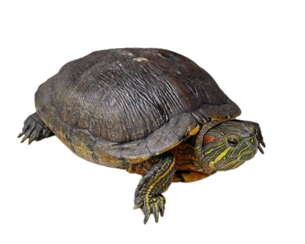 Bir kaplumbağa kafasını, görme yan görünümden bacak ön ve arka bacak, beyaz arka plan üzerinde izole — Stok fotoğraf