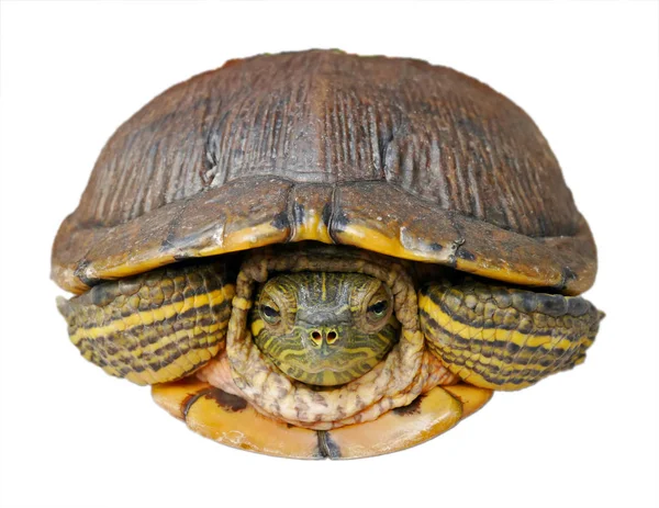 Bir kaplumbağa açık görünümü onun baş ve beyaz arka plan üzerinde izole ön ayakları görmek onun kabuğundan içeri gizleme — Stok fotoğraf