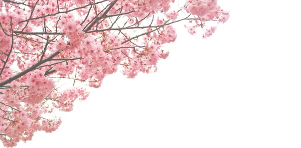 Beyaz boşluk ile pembe kiraz çiçekleri