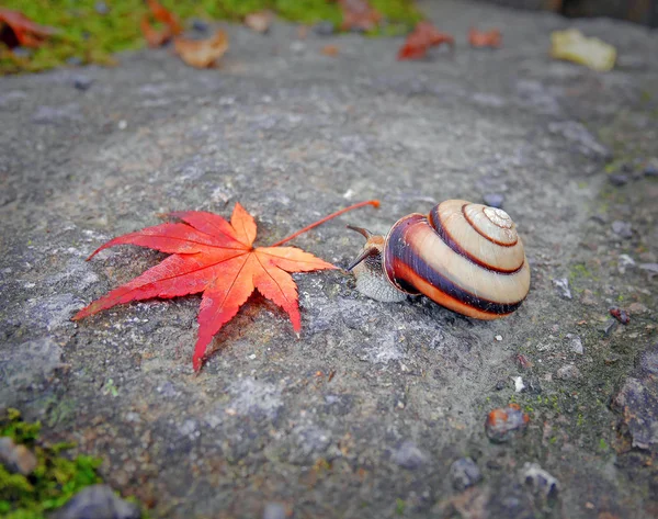 Caracol e folha vermelha no fundo da rocha — Fotografia de Stock