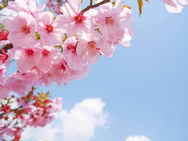 Rózsaszín sakura virágokat, kék ég és fehér felhők alatt — Stock Fotó