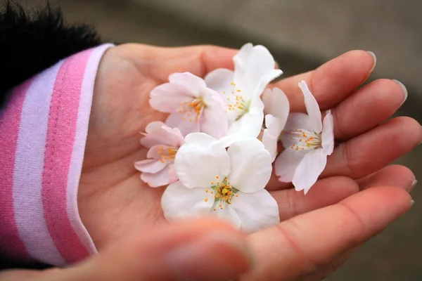 Sakura, les fleurs de cerisier dans les mains d'une femme — Photo