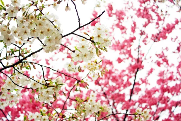 Fiori di ciliegio bianchi e rosa — Foto Stock