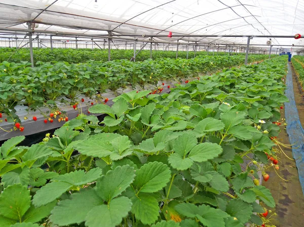 Inside a green house of indoor strawberry farm — Stock Photo, Image