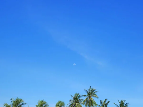 Mid day moon on deep blue tropical sky with coconut true on the bottom edge