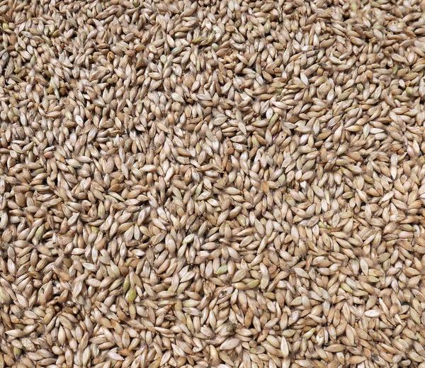Grass seeds texture background — Stock Photo, Image