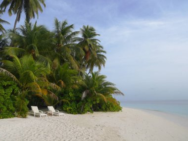 Hindistan cevizi ve palmiye ağaçlarının altında tropik ada kum plaj üzerinde 2 beyaz plaj sandalyesi. Kum beyazdır. Gökyüzü mavidir. Onların balayı veya tatil dinlenmek için çiftler için mükemmel bir kaçış.