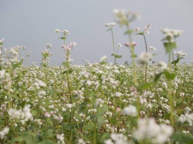 Buğday alanı gösteren beyaz buğday çiçek çiçek güzel sahne. Yakın çekim