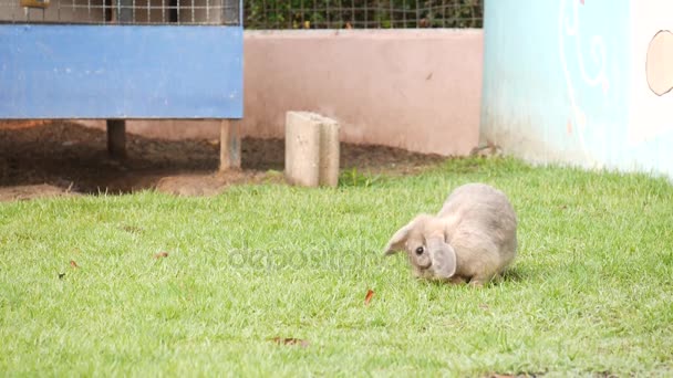 Niedliches Kaninchen frisst Gras mit Vogelgezwitscher im Hintergrund — Stockvideo