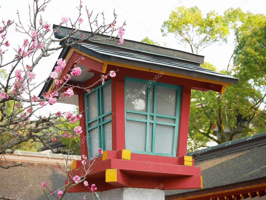 Colorful wood Japanese shrine lantern with pretty pink plum blossoms next to it. Shrines and temples are also cherry blossoms and plum blossoms seeing spot when the weather gets warmer in March, April