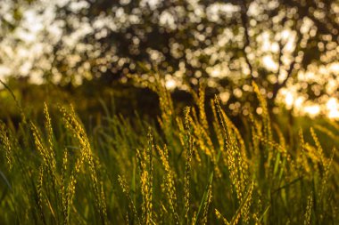 Bir alan üzerinde büyüleyici günbatımı: yerleştirmek için bir rahatlama
