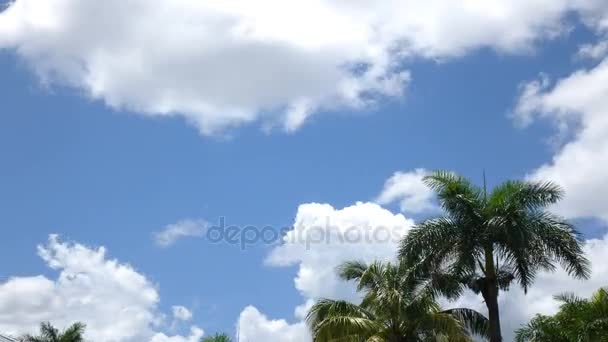 Idő telik el a felhők folyó felett Palms — Stock videók