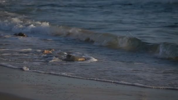 슬로우 모션 파도 해안선 위에 세척 — 비디오