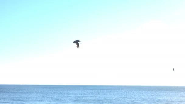 Aves volando por encima del horizonte sobre el Océano Pacífico — Vídeo de stock