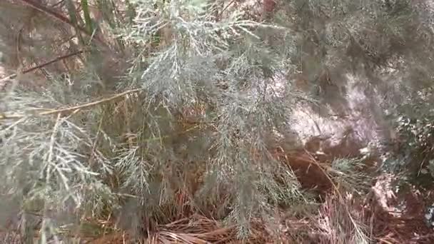 Ξηρή δέντρο έρημο σε όαση κρυμμένη — Αρχείο Βίντεο