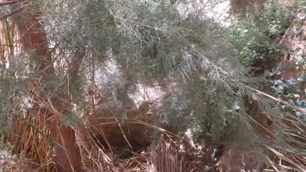 Tunna, torra träd i Desert Oasis — Stockvideo