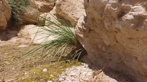 Tuft of Grass on Bank of Desert Stream — Stock Video