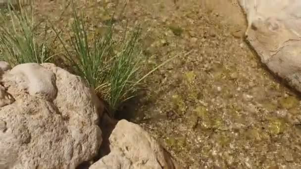 Petit printemps du désert dans l'oasis  