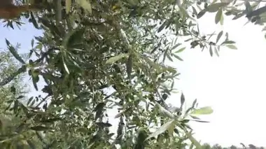 Kadar yakın öğleden sonra güneş ışığı altında zeytin ağacının dalları ile 