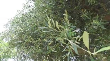 Yeşil zeytin ağacı İsrail dallarında parlayan güneş 