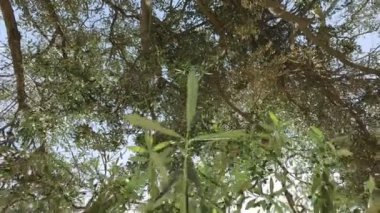 İsrail eski zeytin ağacının dalları ile kaydırma 