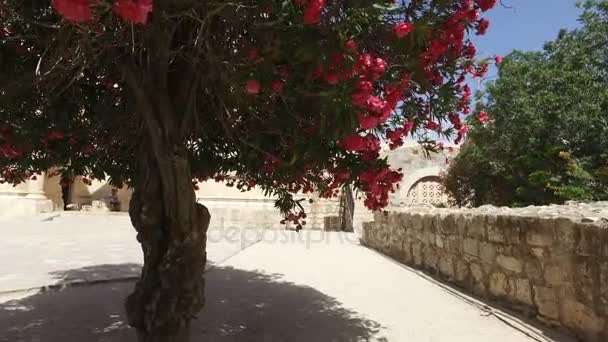 Großer Baum vor hoch aufragender Kirche in Israel — Stockvideo
