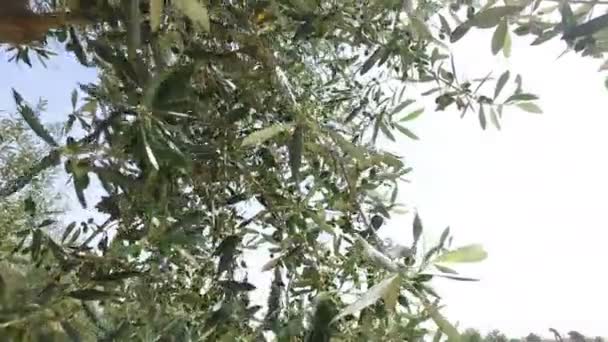 Kadar yakın öğleden sonra güneş ışığı altında zeytin ağacının dalları ile — Stok video