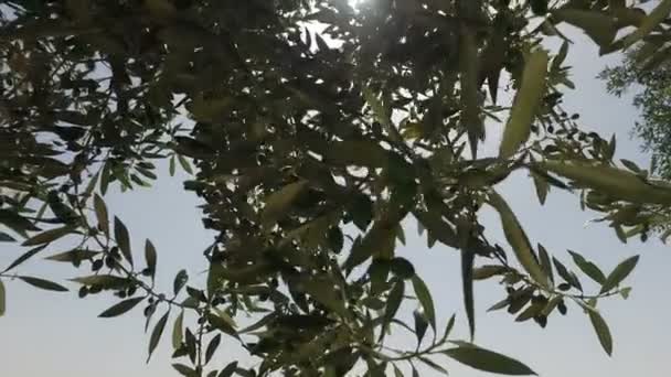 Панорамування через відділення оливкове дерево у післяобідній сонячного світла в Ізраїлі — стокове відео