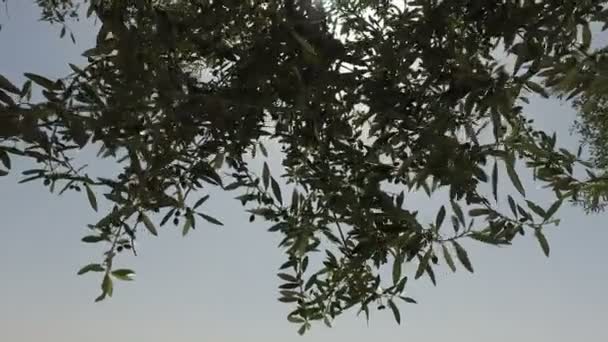 Uscire da sotto il vecchio ulivo in Israele alla luce del sole pomeridiana — Video Stock