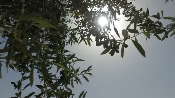 Rays of Sunlight Shining Through Green Olive Branches in Israel — Stock Video