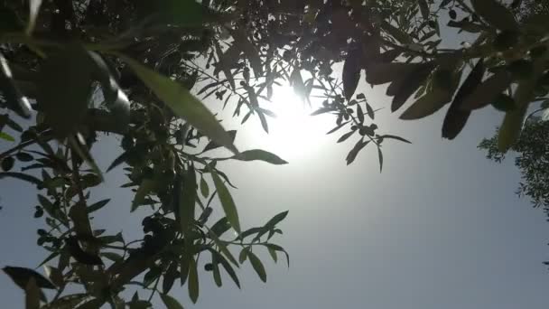 Tarde la luz del sol filtrándose a través de ramas de olivo viejo — Vídeo de stock