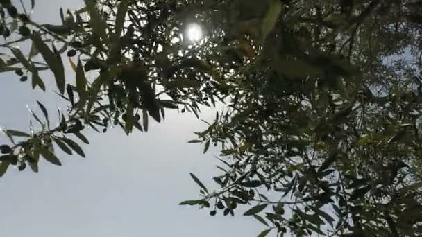 Φως του ήλιου το σπάσιμο μέσα από κλαδιά ελιάς στο Ισραήλ — Αρχείο Βίντεο