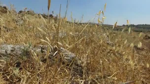 Trockenes Feld in Israel, wo früher die Römerstraße war — Stockvideo