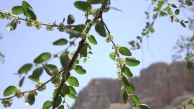 Dağ sırtı önünde rüzgarda üfleme dalları 