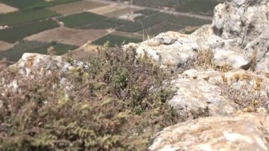 Kuru çalılar Cliff tarafındaki rüzgarda sallayarak
