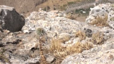 Dağ İsrail tarafında yalnız Thistle