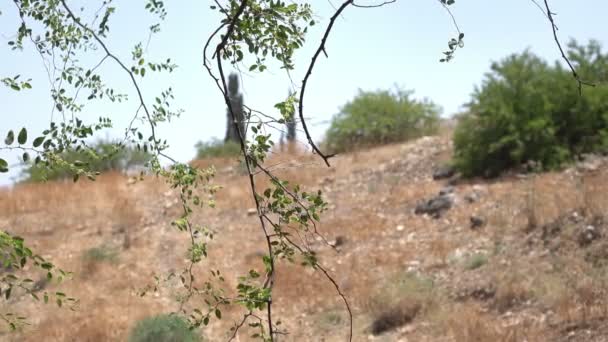 Green Branches Hanging in Front of View of Dry Field — Stock Video