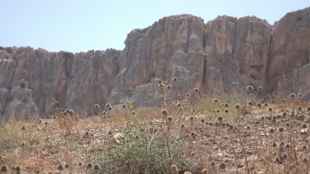 Cardos en el campo seco en frente de Ridgeline irregular — Vídeo de stock