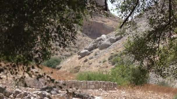 Tops of Branches Obscuring Mountainside in Background — Stock Video