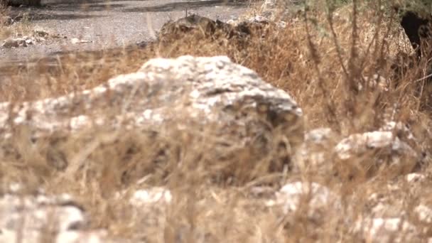 Schotterpfad in heißer israel-sonne — Stockvideo