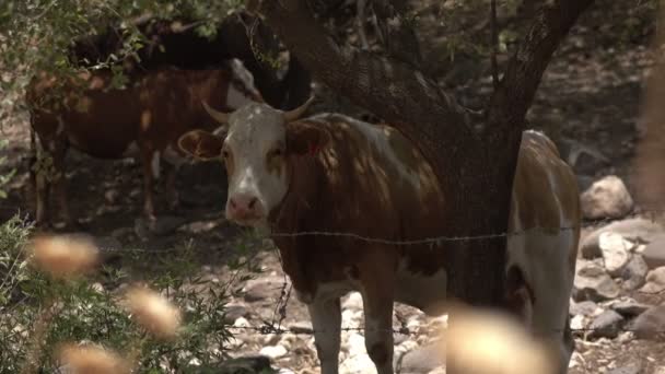 Mucca in piedi dietro recinzione filo che mastica erba secca — Video Stock