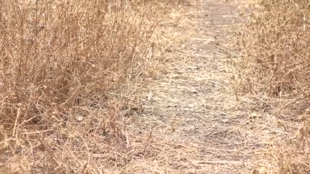 Lentamente Panning Up Desert Path em campo aberto — Vídeo de Stock