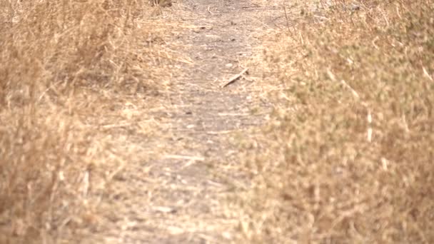 Panning Up Desert Path in Field — Stock Video