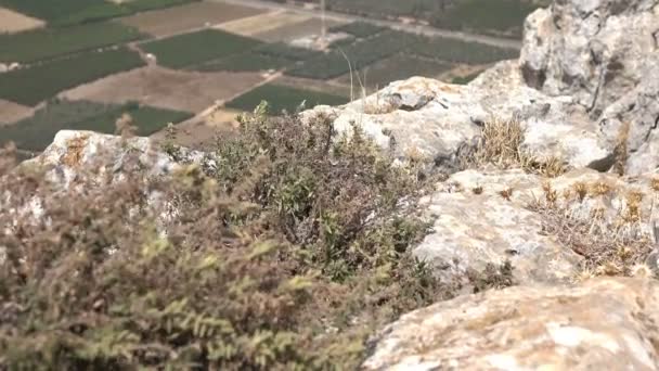 Arbustos secos sacudiéndose en el viento en el lado del acantilado — Vídeos de Stock