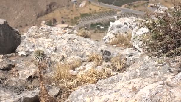 Cardos y arbusto seco en el lado de la montaña — Vídeos de Stock